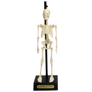 Modello di scheletro anatomico Rex London