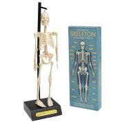 Modello di scheletro anatomico Rex London
